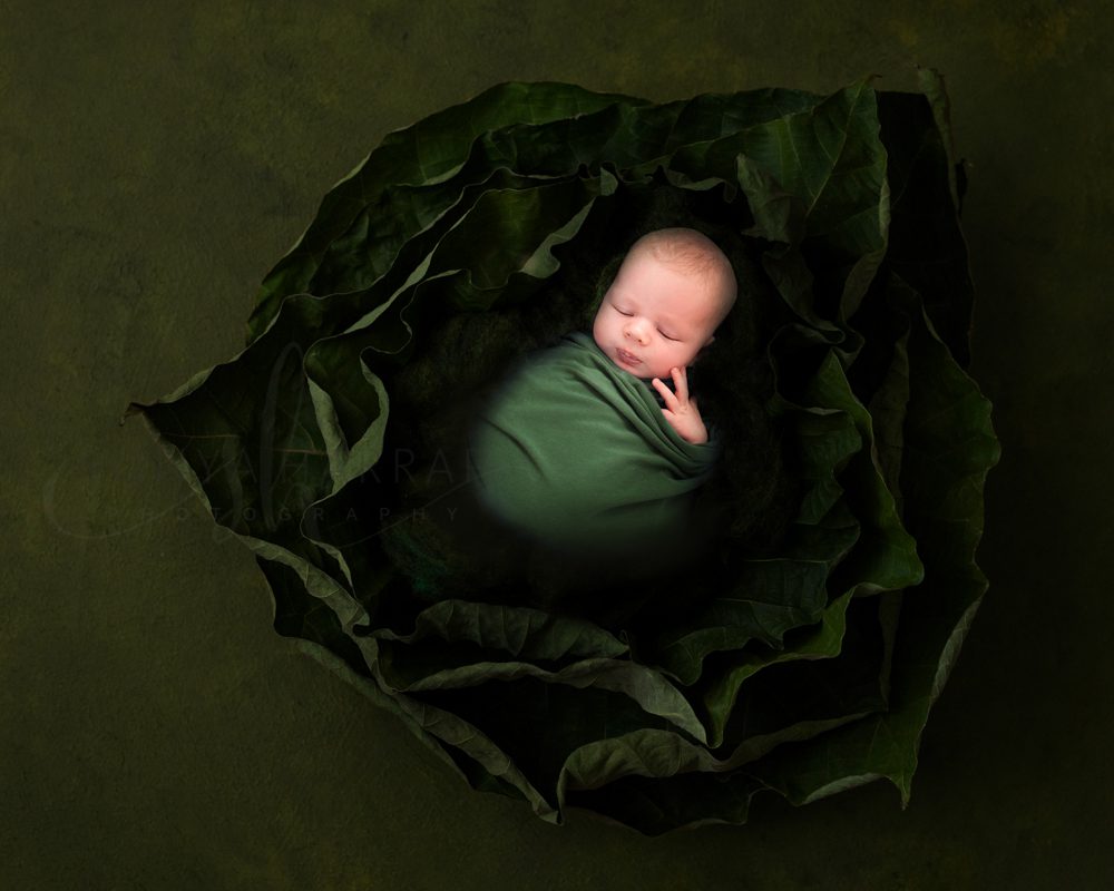 Newborn baby wrapped up in green wrap and placed in large green leaf for newborn photography shoot